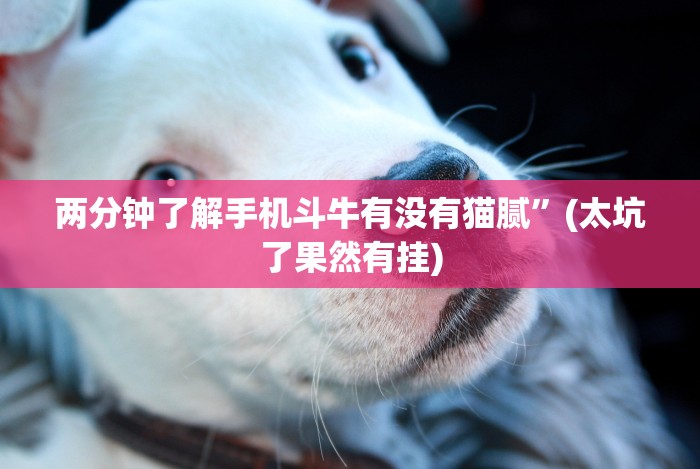 实测脚本“牵手跑胡子免费开挂”开挂(透视)辅助